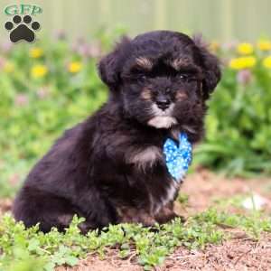 Trevor, Mini Aussiedoodle Puppy